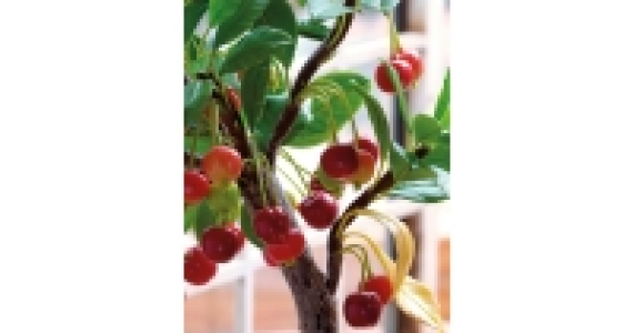 Alder, Oak & Hazel Tree Selection