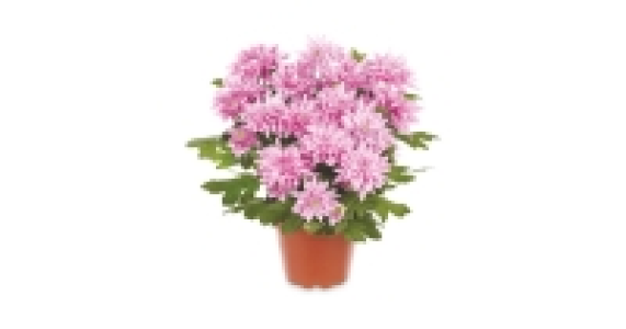 The Green Garden Chrysanthemum