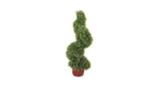 Boxwood Topiary Spiral