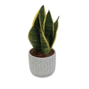 Aldi  Home Foliage 12cm