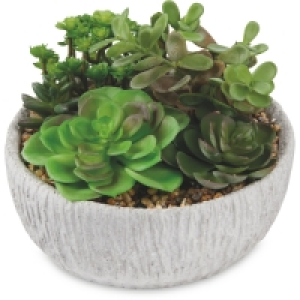 Rustic Container Succulent