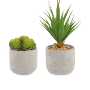 Aldi  White Washed Succulent 2 Pack