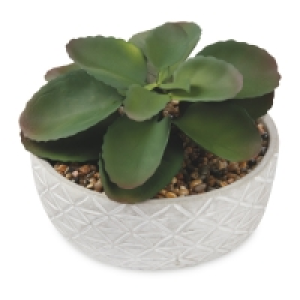 Tribal Container Succulent
