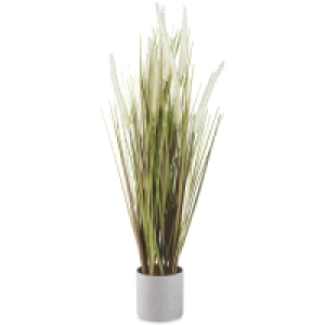 White Dog Tail Plant In Grey Pot