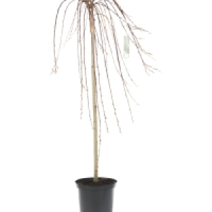 Aldi  Salix Weeping Willow Tree