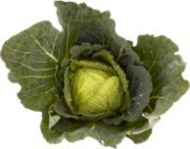 Round Head Cabbage 0.69 €