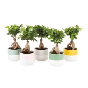 Bonsai Tree In Ceramic Pot
