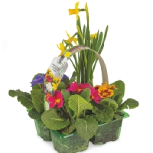 Irish Grown Primrose & Daffodil