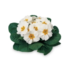 The Green Garden Primula Planter