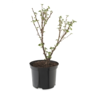 Irish Grown Soft Fruit Bushes