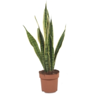 Aldi  The Green Garden Large Foliage Plant