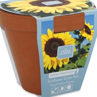 Aldi  Grow Your Own Sunflower/Sweet Pea