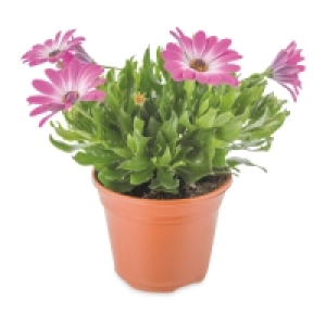 Irish Grown Marguerite & Cape Daisy