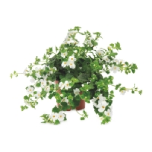 Irish Grown Spring Plants