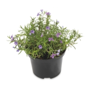 Summer Colour Plants in 2L Pots