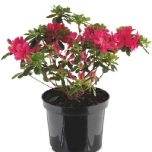 Aldi  Irish Grown Azaleas