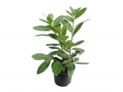 Lidl  New for 2021 Cherry Laurel