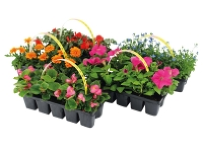Bedding Plants 2.99 €