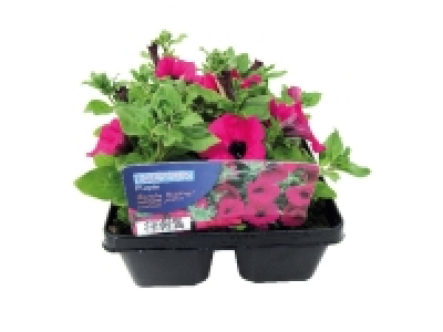 Jumbo 6 Pack Surfinia 6.99 €