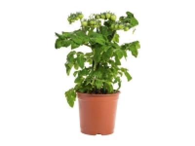 Tomato / Pepper Plants 6.99 €