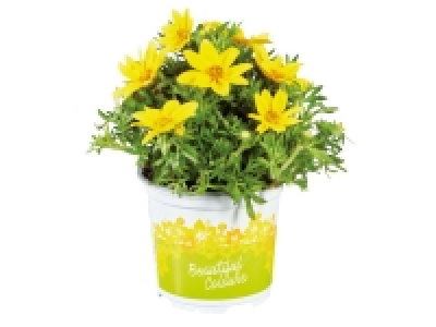Verbena 1.99 €