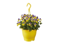Lidl  Flowering Plastic Hanging Baskets