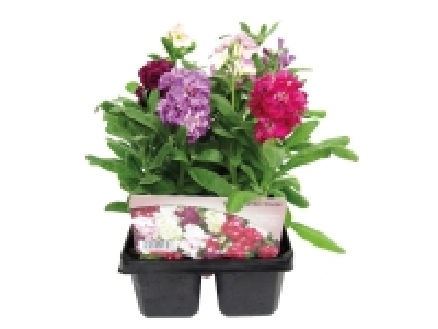 Jumbo Scented Stock