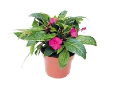 Busy Lizzie (Impatiens)