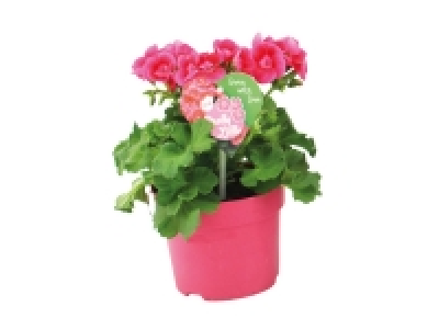 Pelargonium Pretty Little 3.99 €