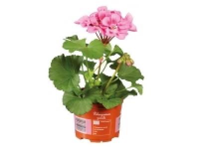 Geranium 2.69 €