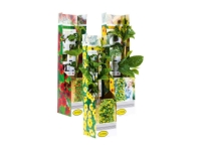 Thunbergia 2.99 €