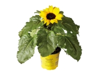 Potted Sunflower 2.99 €