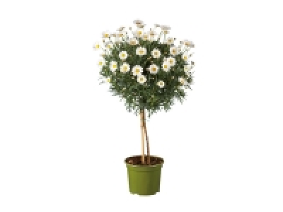 Italian Marguerite Stem 12.99 €
