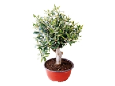 Ornamental Olive Tree in Pot 12.99 €