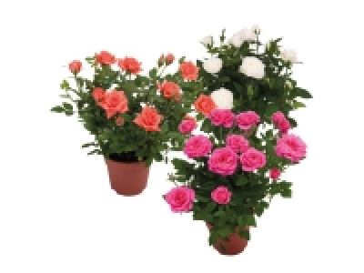 Mini Rose 2.99 €