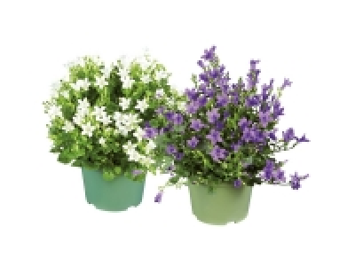 Creeping Bellflower 3.69 €
