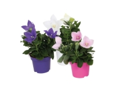 Balloon Flower 2.49 €