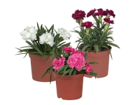 Lidl  Dianthus Sunflor / Pot Carnation