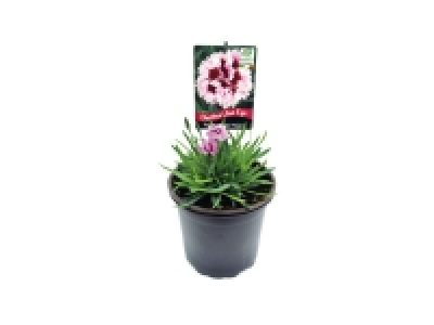 Dianthus Lilac Eye