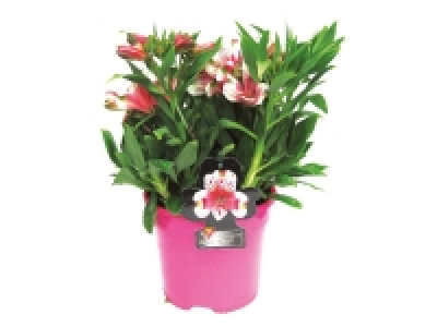 Large Potted Alstromeria