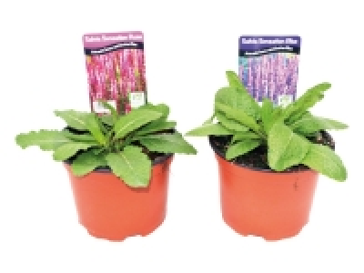 Salvia Sensation 3.69 €