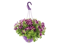 Lidl  Trailing Petunia Hanging Basket