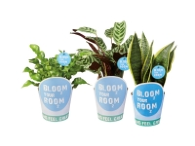 Bloom Your Room Plants 4.99 €