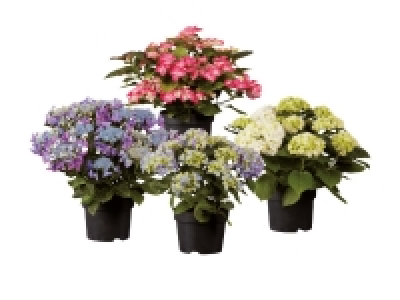 Large Hydrangea 11.99 €