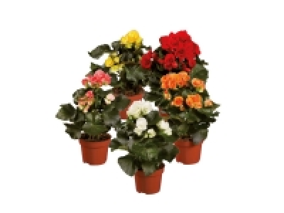 Begonia Selection 3.29 €