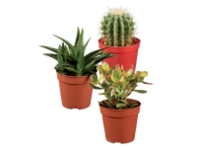 Cacti and Succulents