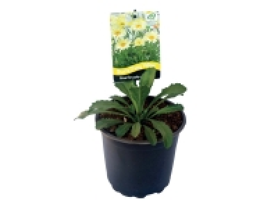 Lidl  Shasta Daisy Yellow