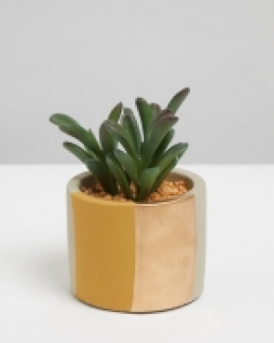 Carolyn Donnelly Eclectic Colour Block Plant