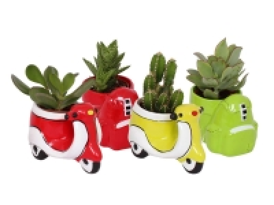 Thank you Teacher Plants 2.99 €