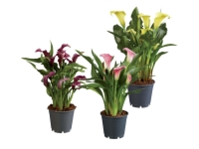 Calla Lily Selection 6.99 €